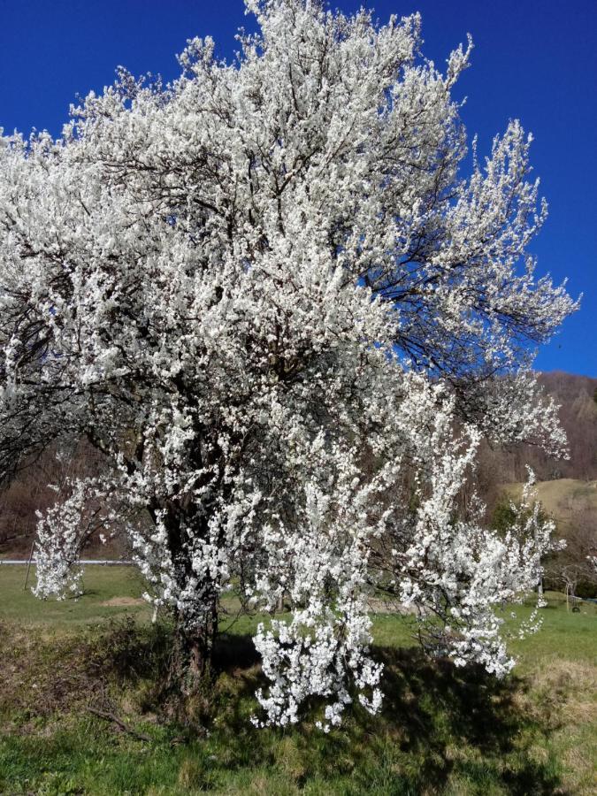 Pocitniska Hisa Pologar Guest House Tolmin Bagian luar foto